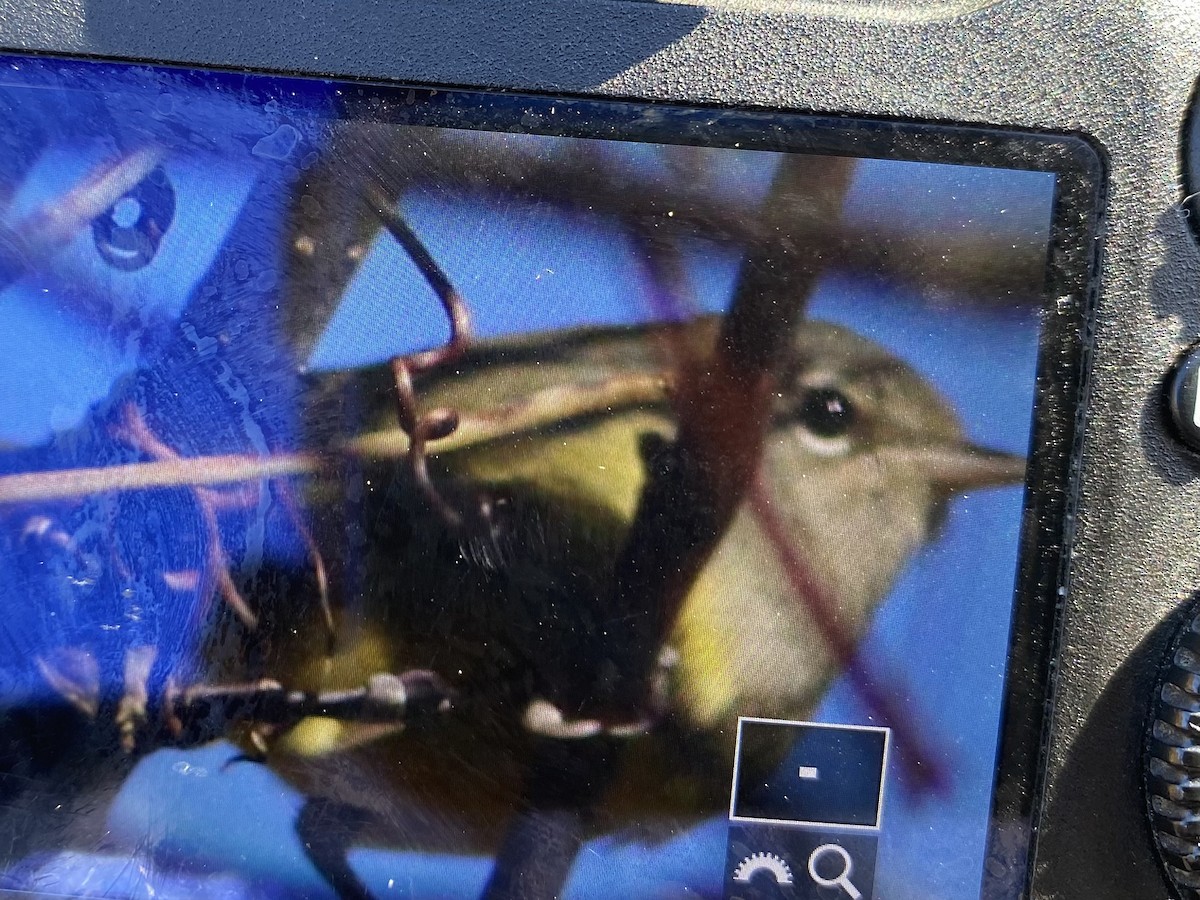 MacGillivray's Warbler - ML644527977