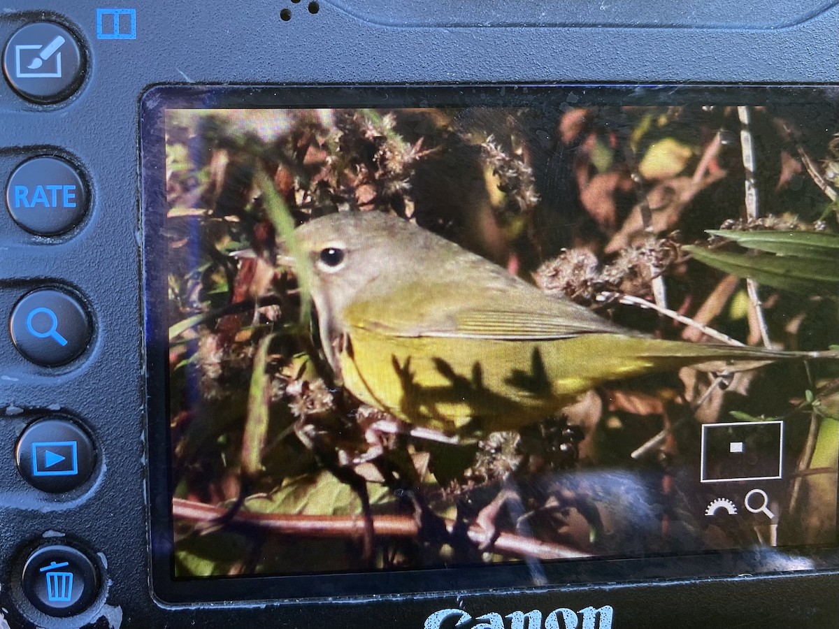 MacGillivray's Warbler - ML644527978