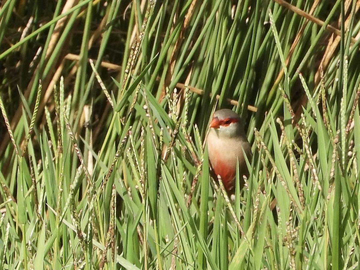 オナガカエデチョウ - ML644527979