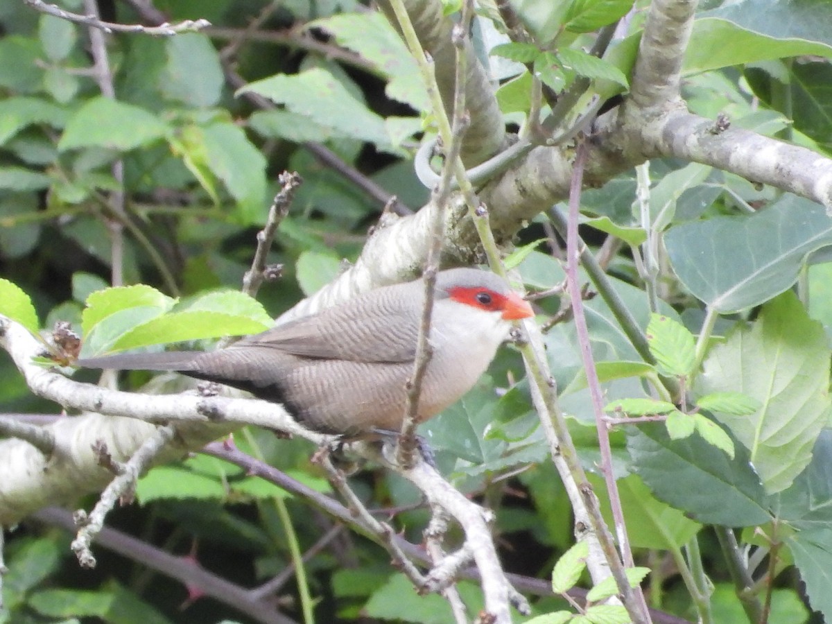 オナガカエデチョウ - ML644527980