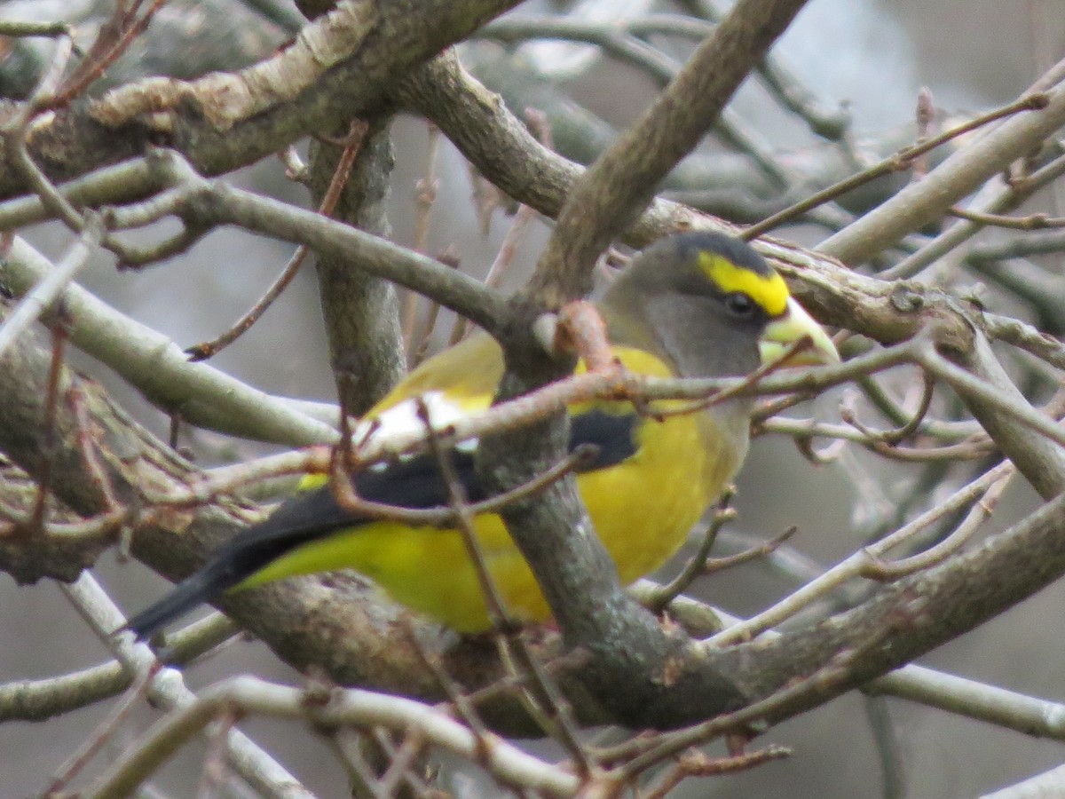 Evening Grosbeak - ML644527990
