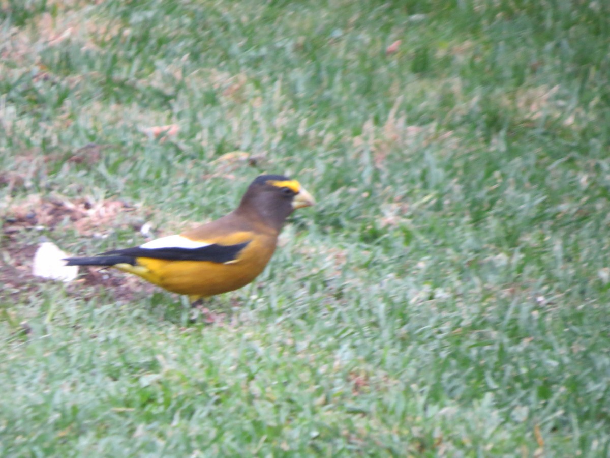 Evening Grosbeak - ML644527991