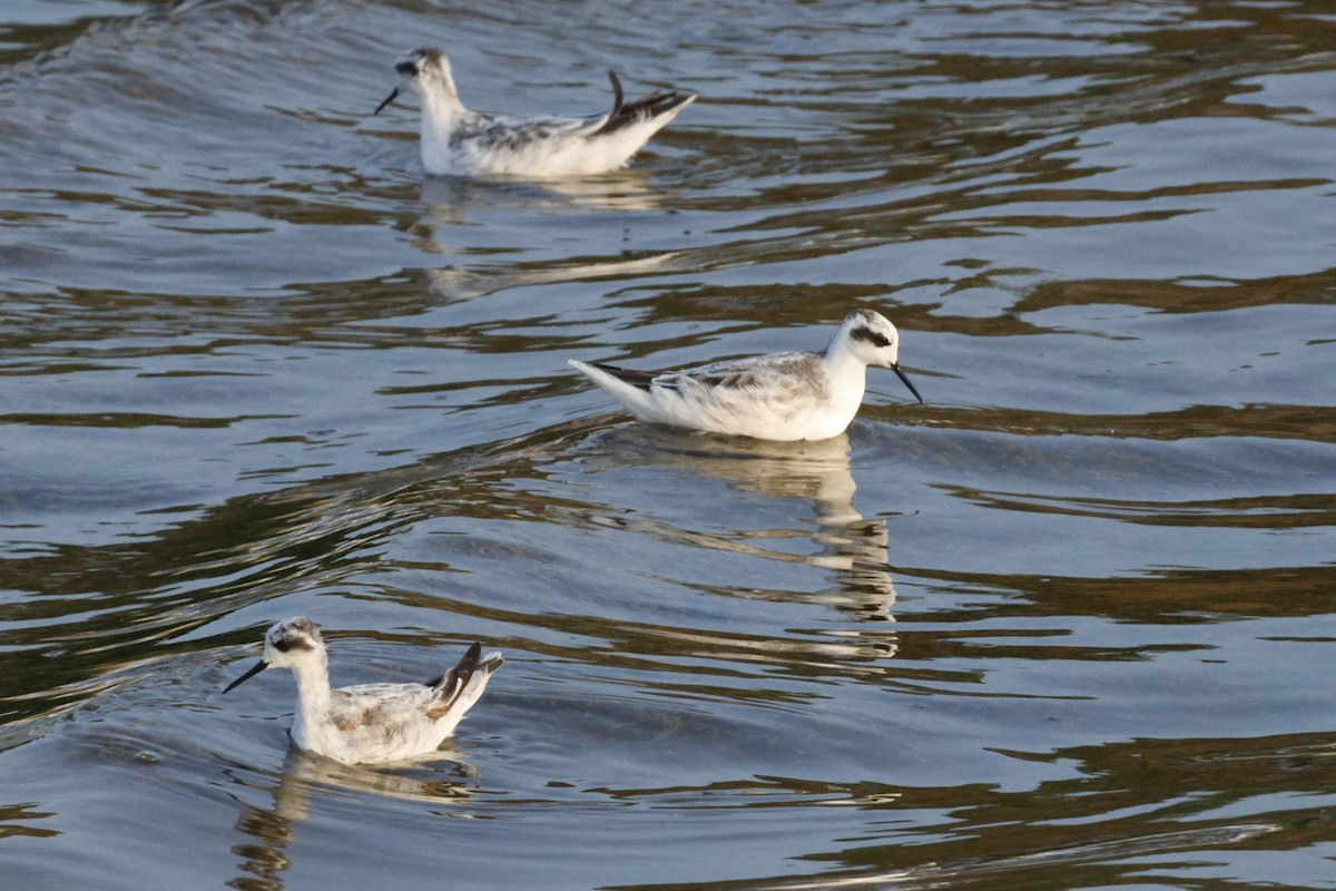 Red-necked Phalarope - ML644527994