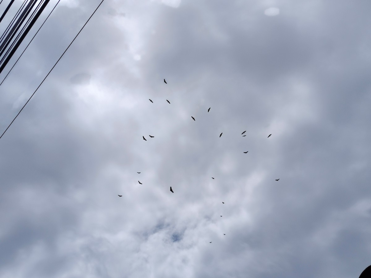 kondor havranovitý - ML644528002