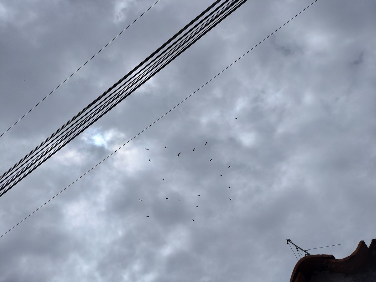 kondor havranovitý - ML644528003