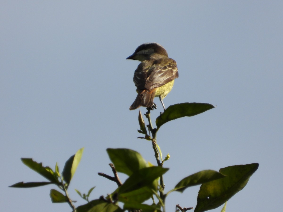 Piratic Flycatcher - ML644528004