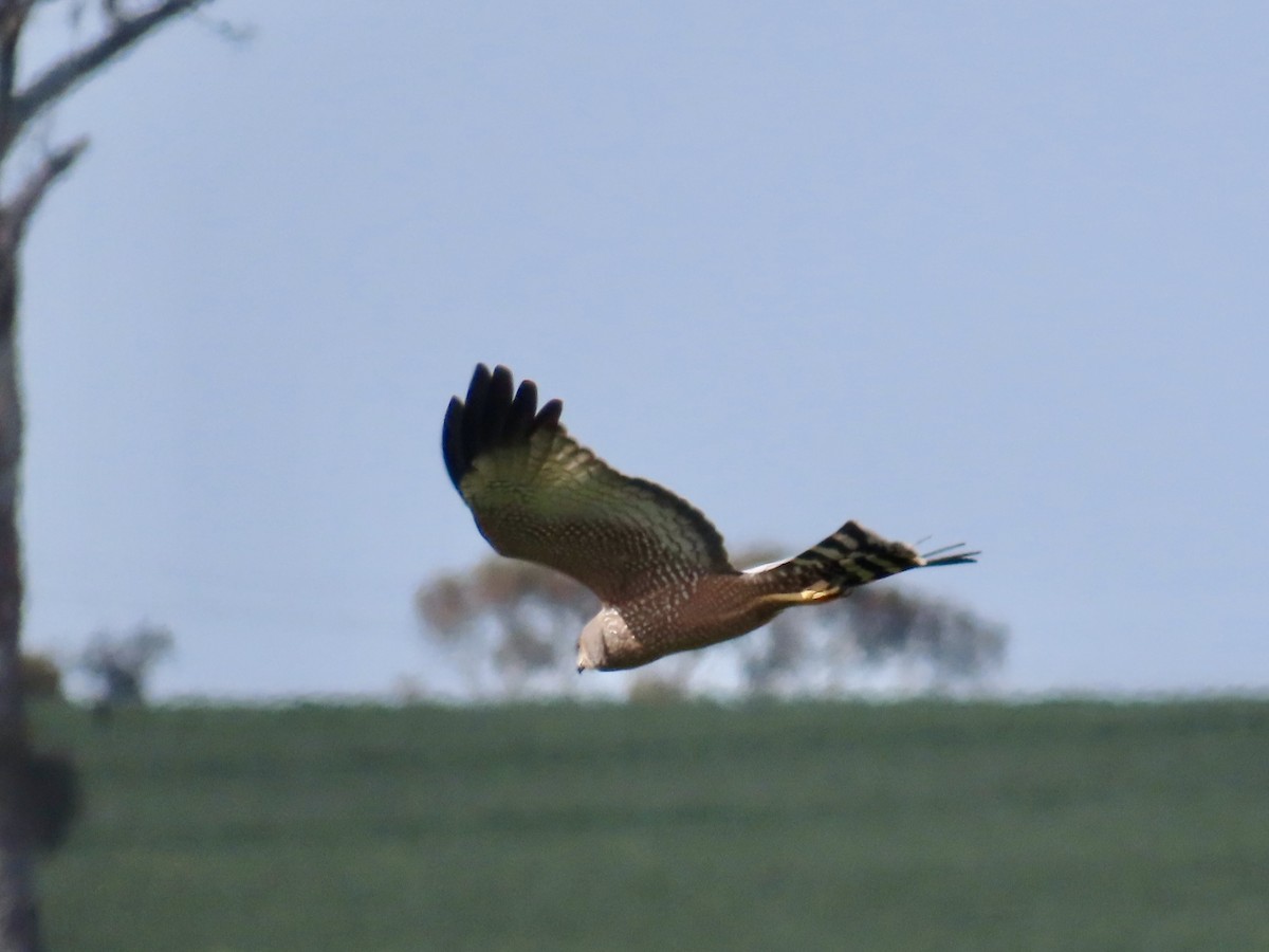 Spotted Harrier - Alan  Troyer