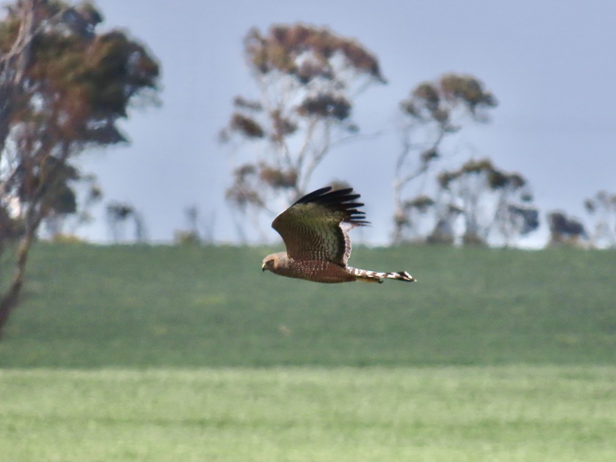 Spotted Harrier - Alan  Troyer