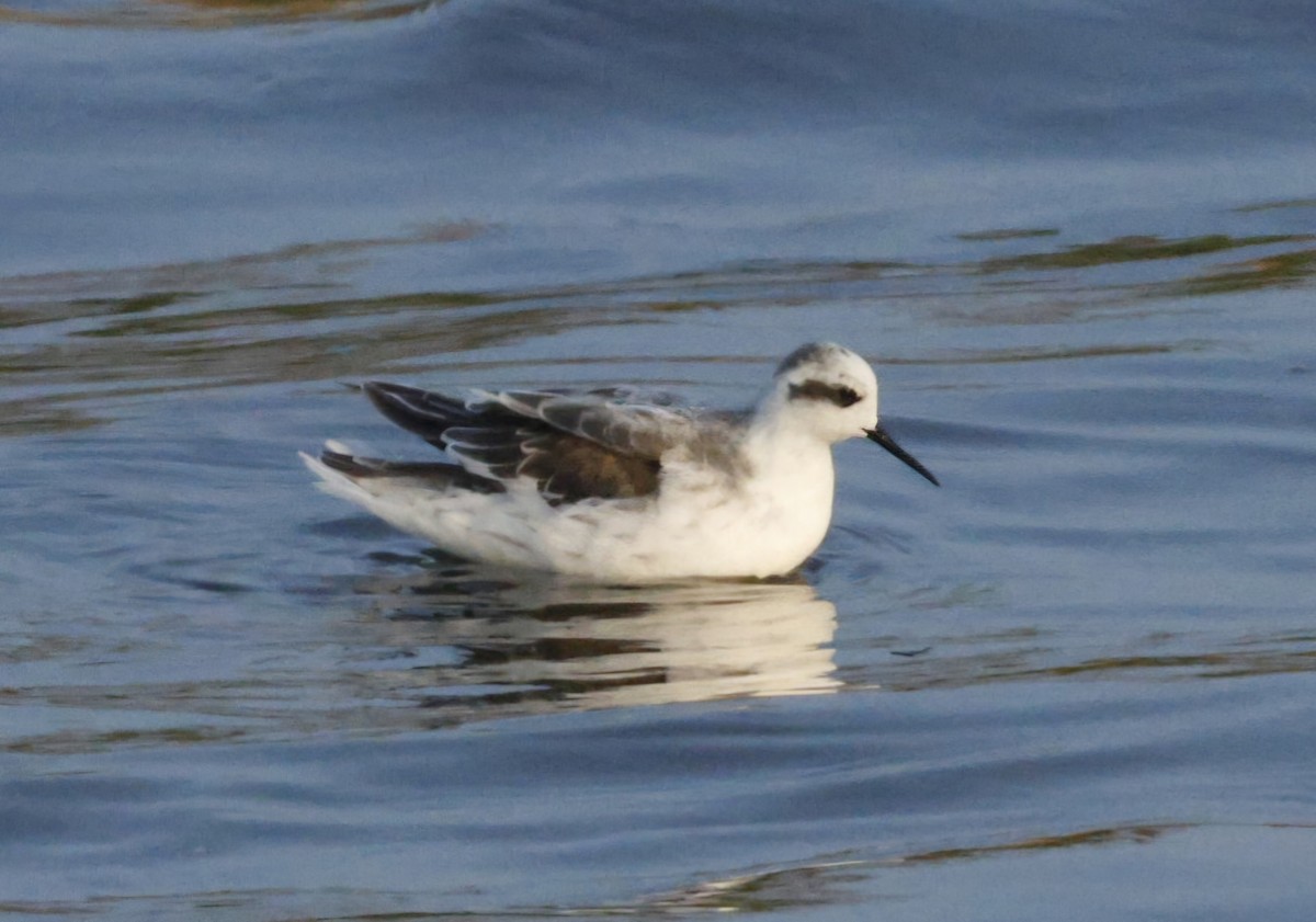 Red-necked Phalarope - ML644528012