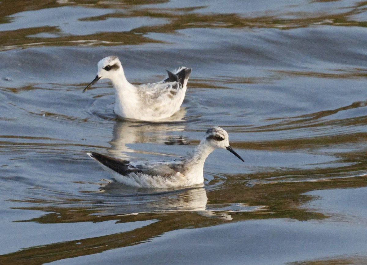 Red-necked Phalarope - ML644528013