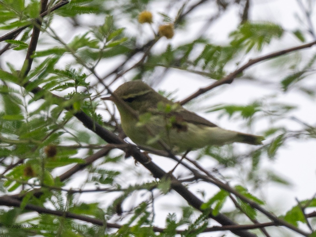 budníček zelený - ML644528027