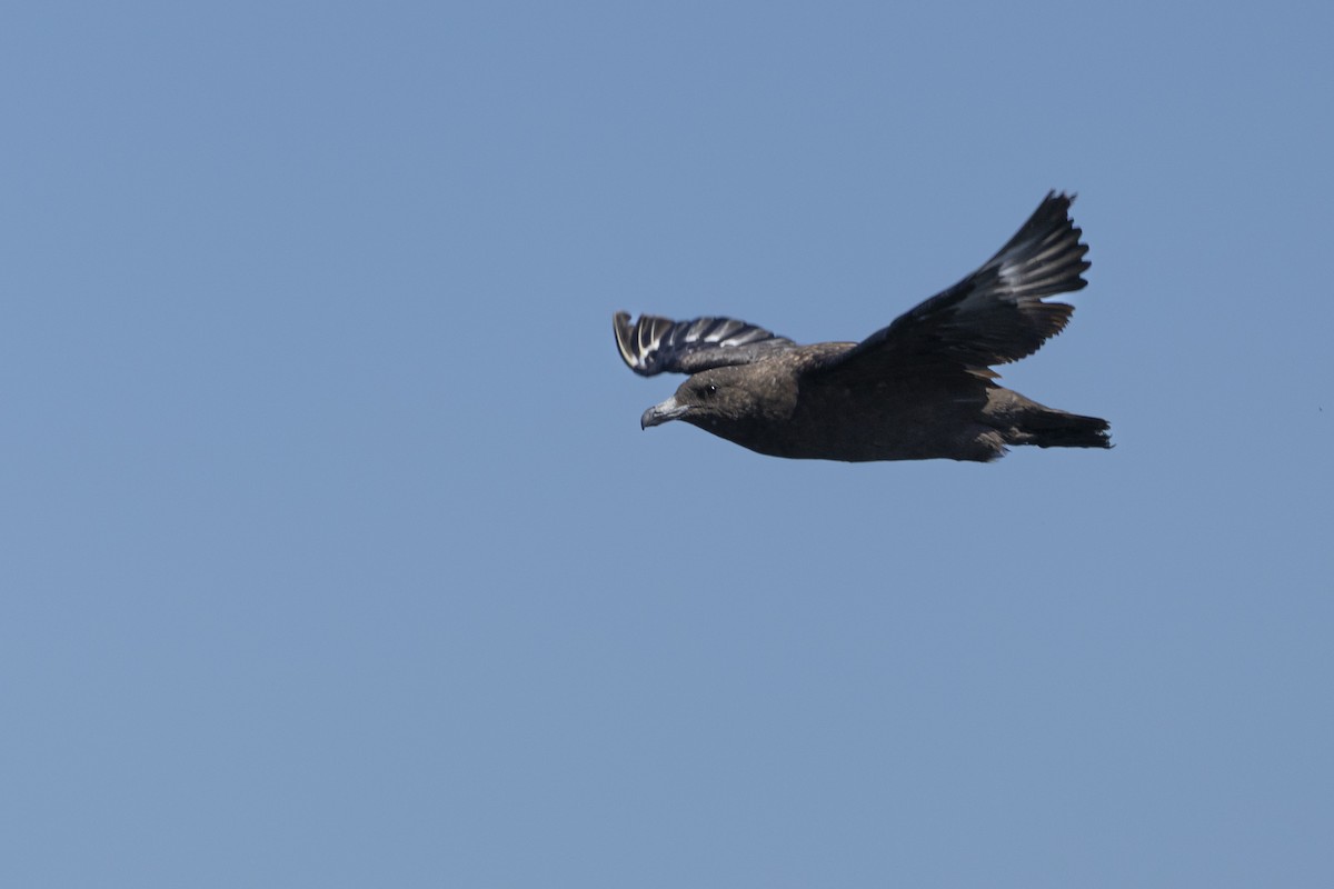 Brown Skua - ML644528028
