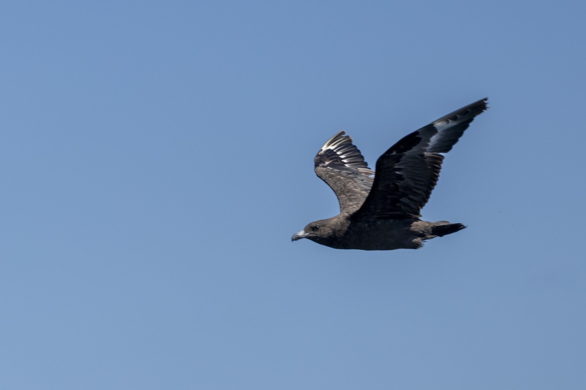 Brown Skua - ML644528030