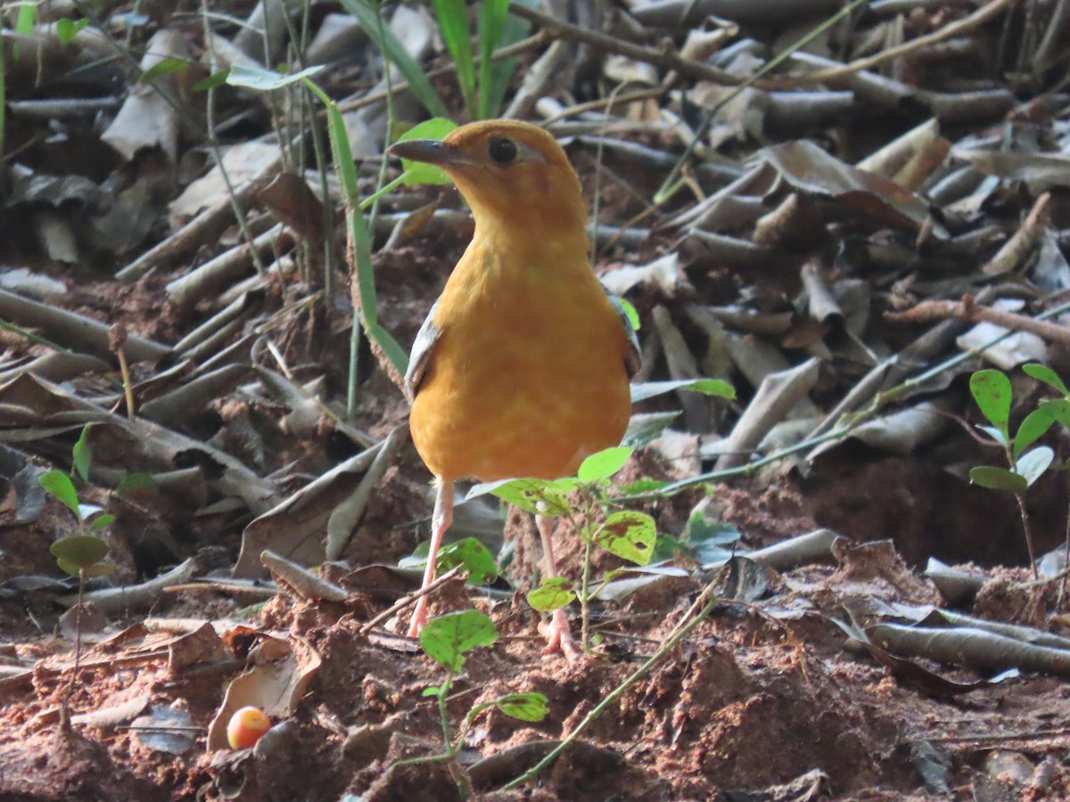 Orange-headed Thrush - ML644528031