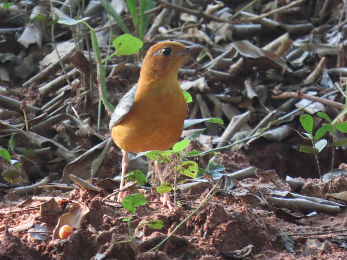 Orange-headed Thrush - ML644528032