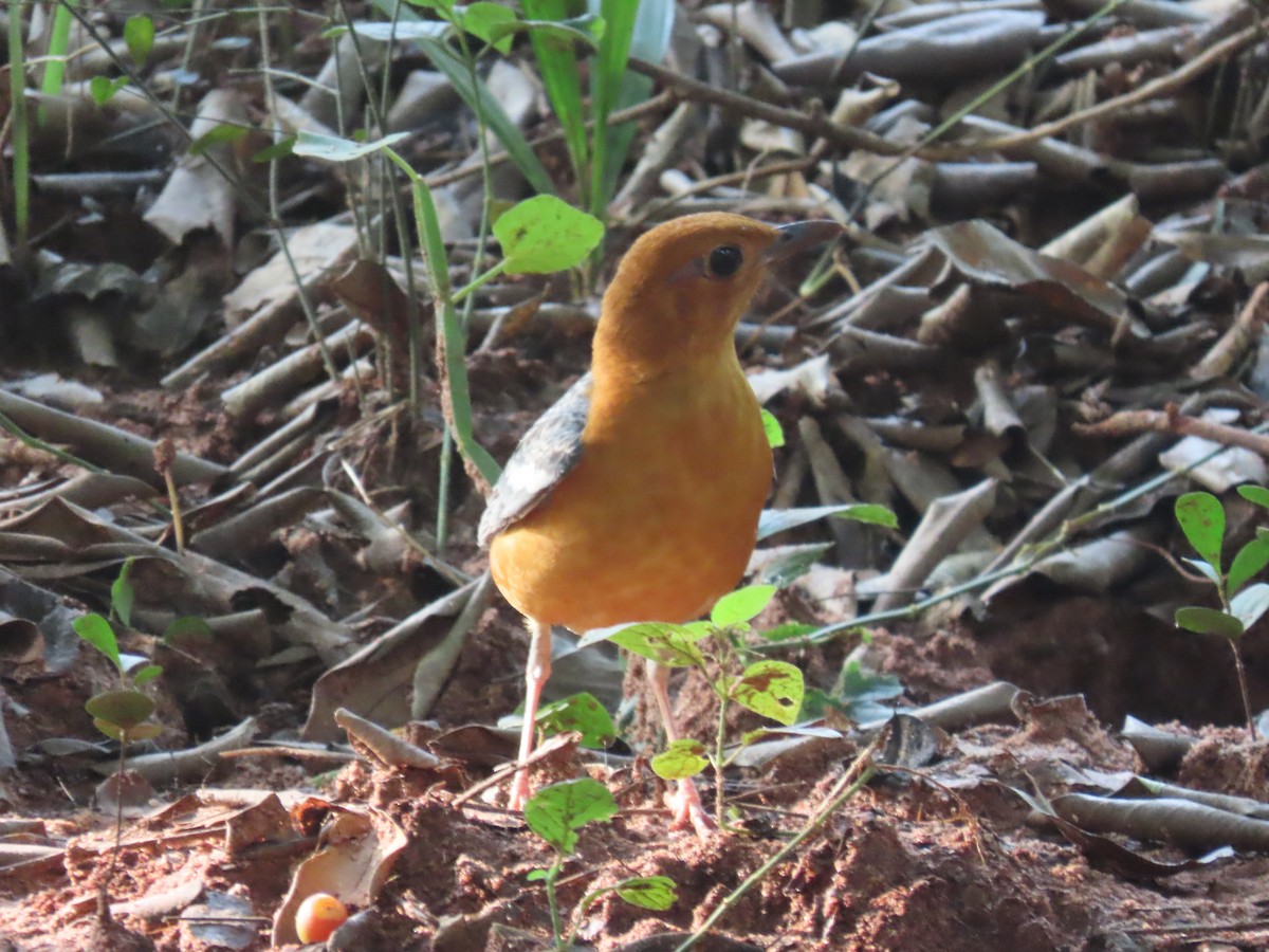 Orange-headed Thrush - ML644528033