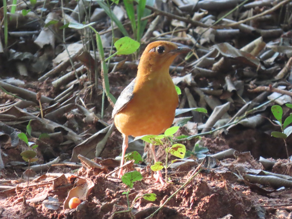 Orange-headed Thrush - ML644528034