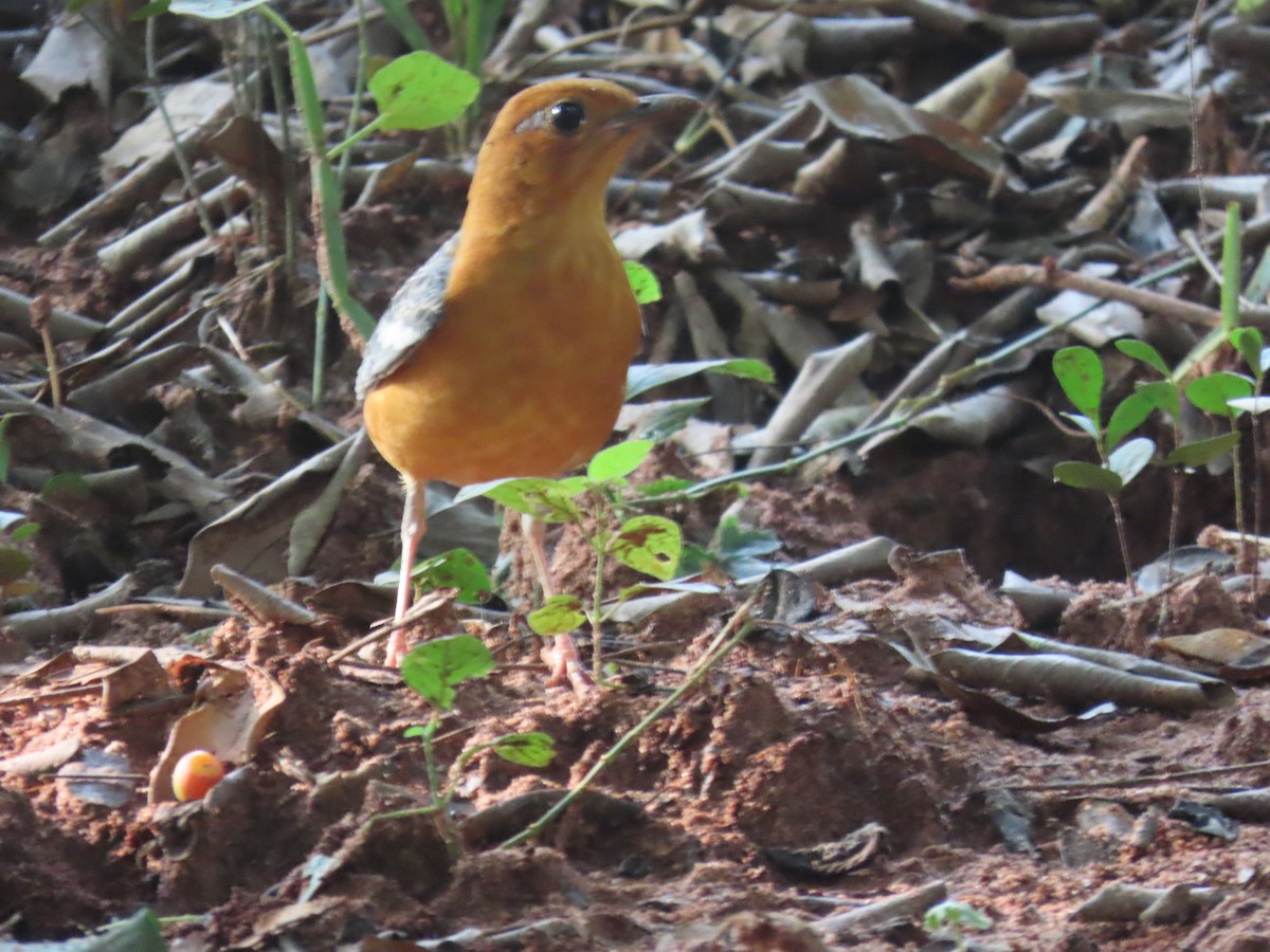 Orange-headed Thrush - ML644528035
