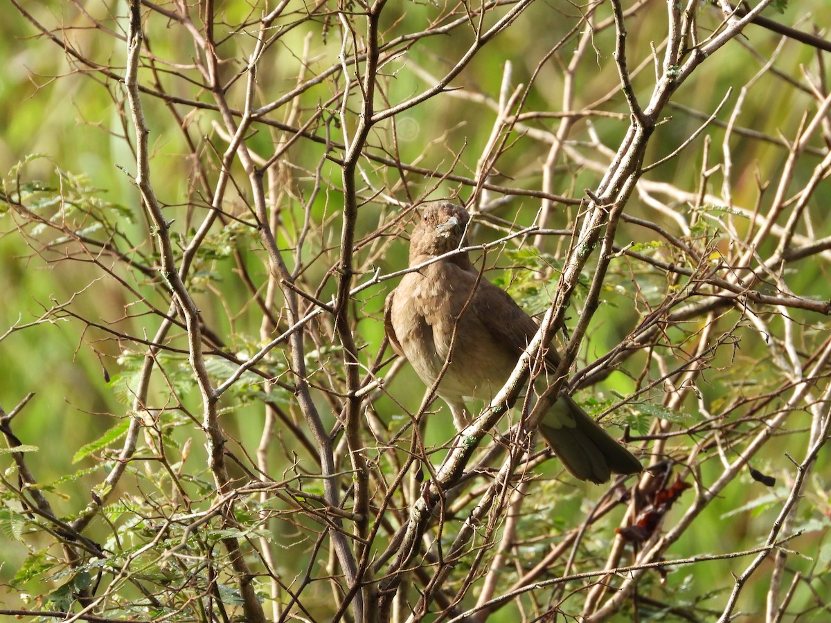 Black-billed Thrush - ML644528038