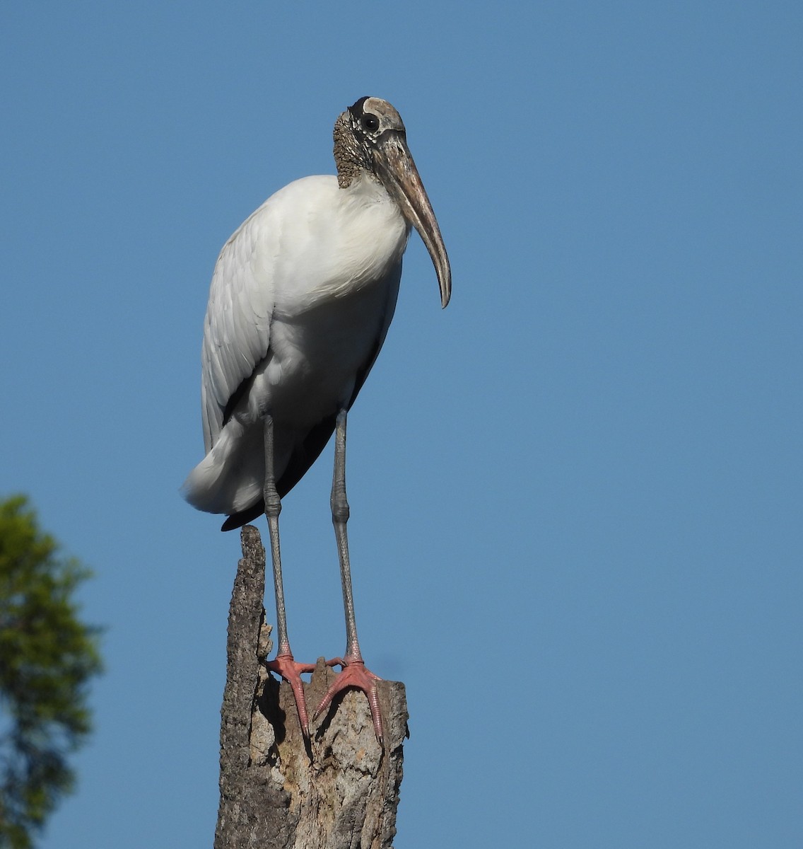Wood Stork - ML644528039