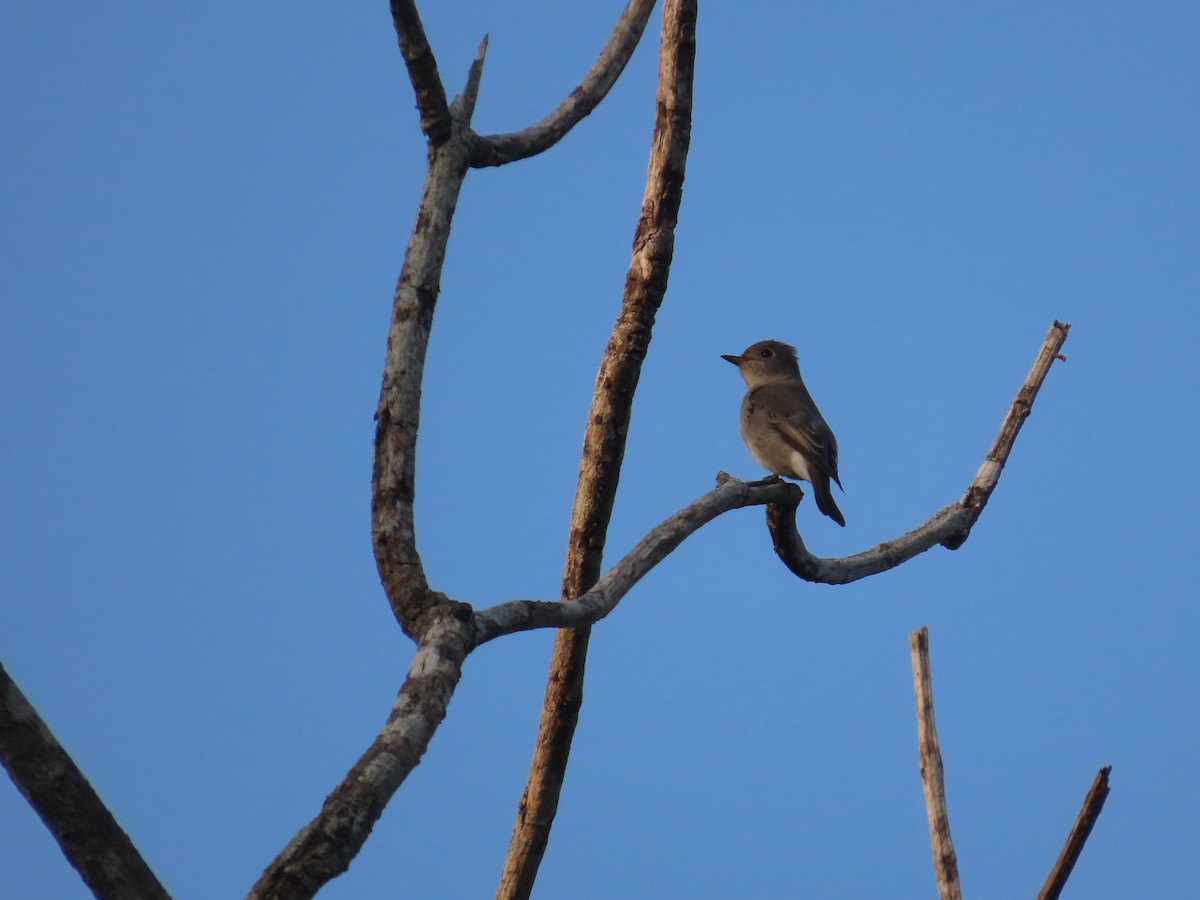 Asian Brown Flycatcher - ML644528043