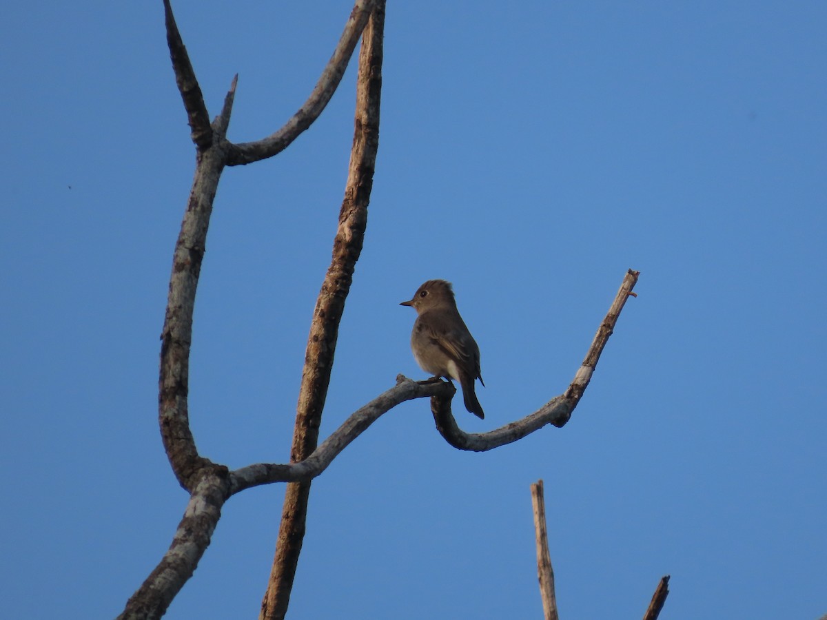 Asian Brown Flycatcher - ML644528044