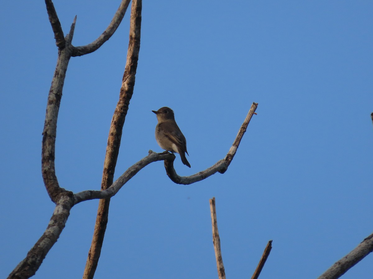 Asian Brown Flycatcher - ML644528045