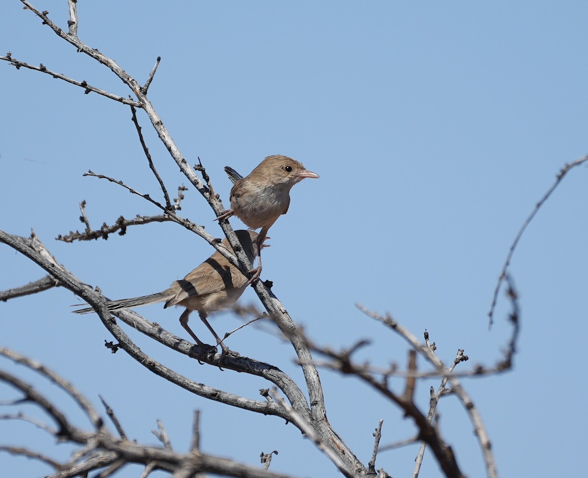 White-winged Fairywren - ML644528053