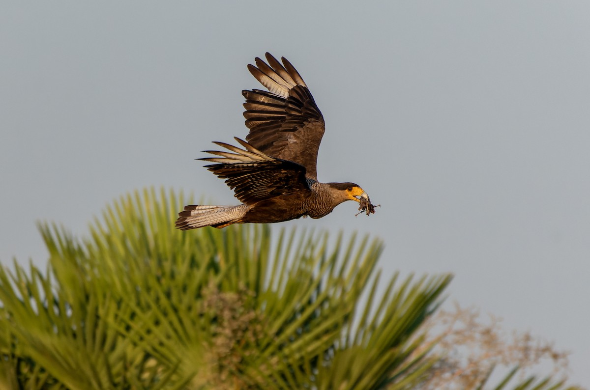 ミナミカラカラ - ML644528064