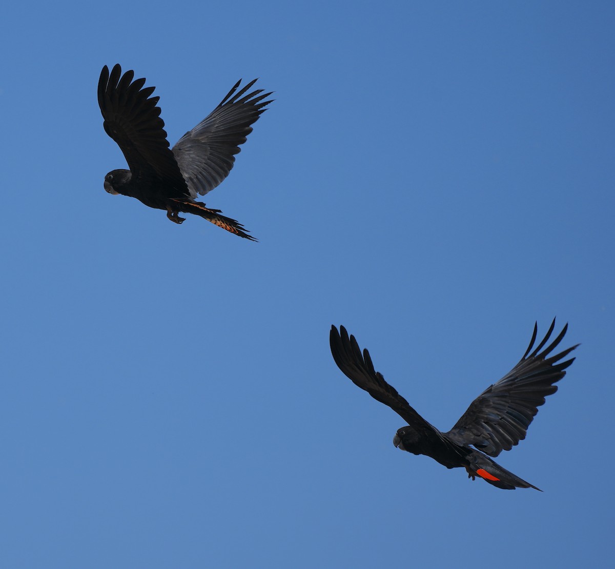 Cacatoès banksien - ML644528070