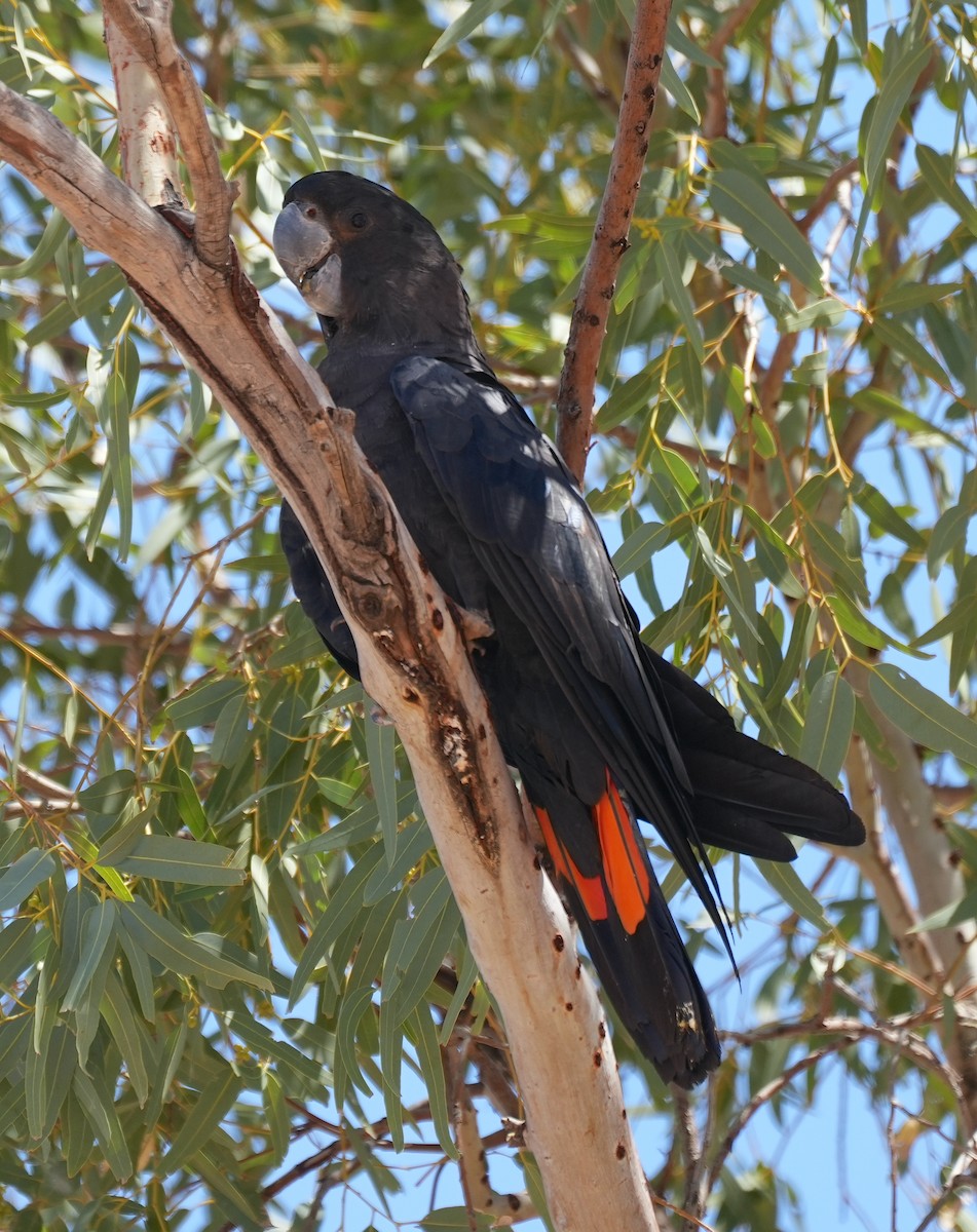 Cacatoès banksien - ML644528071