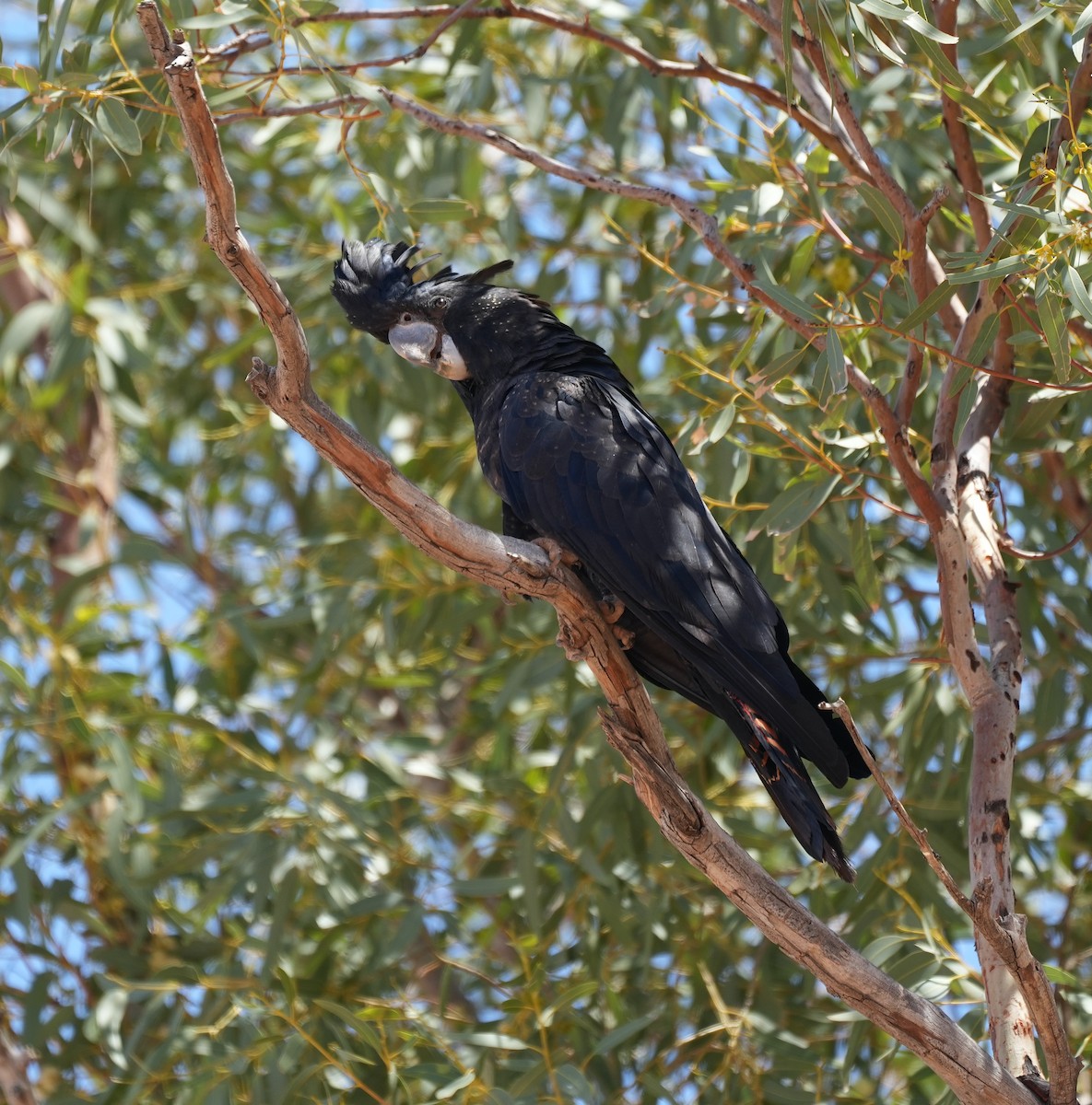 Cacatoès banksien - ML644528074