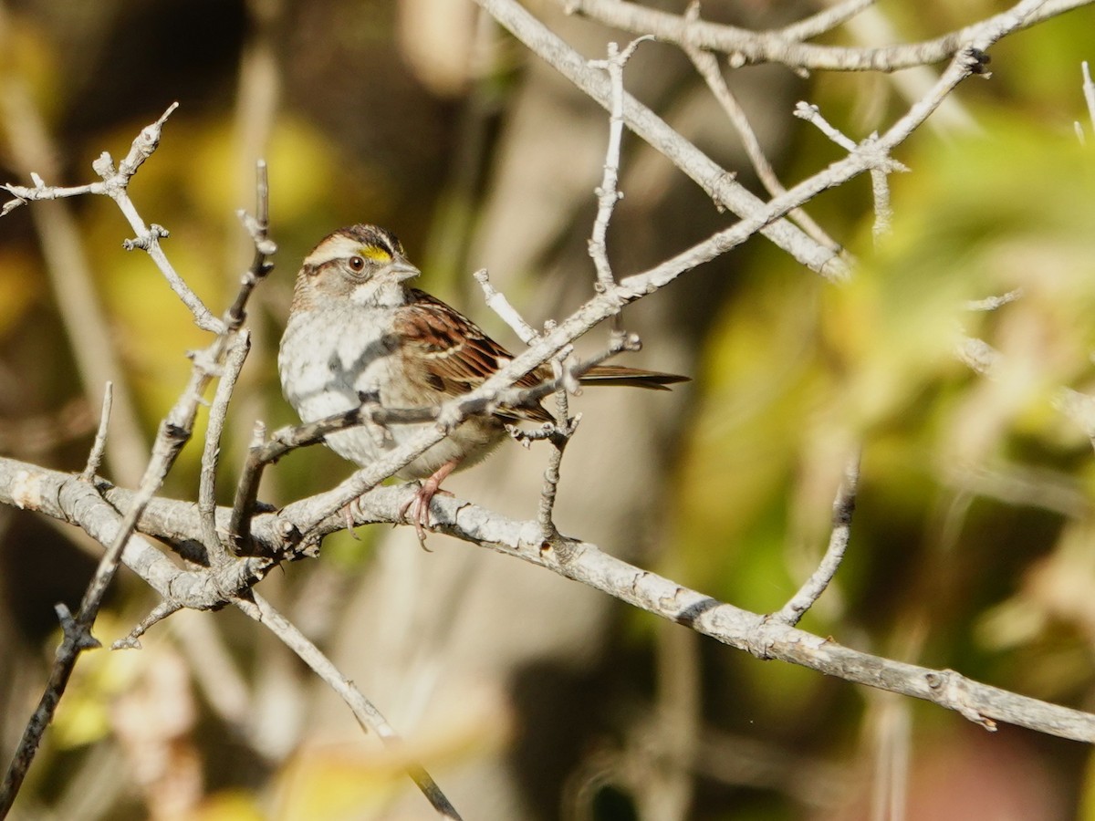 strnadec bělohrdlý - ML644528081