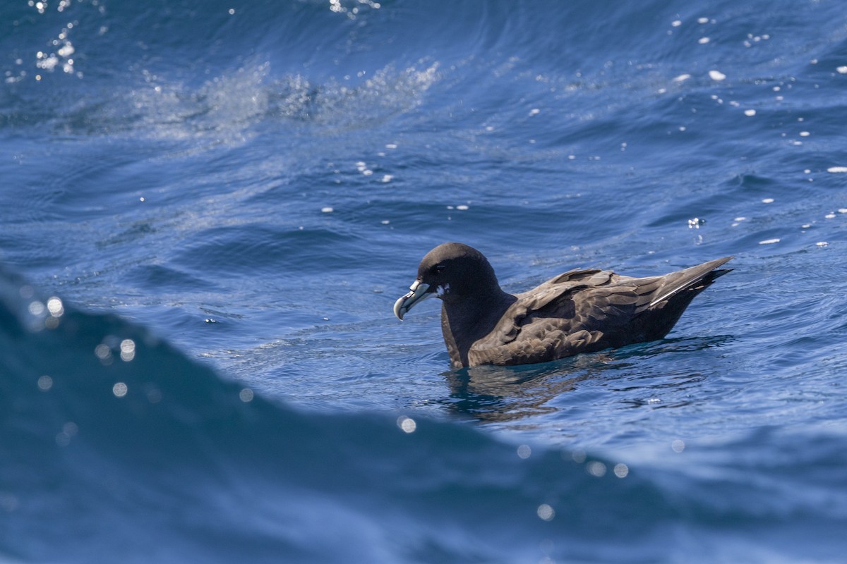 White-chinned Petrel - ML644528086