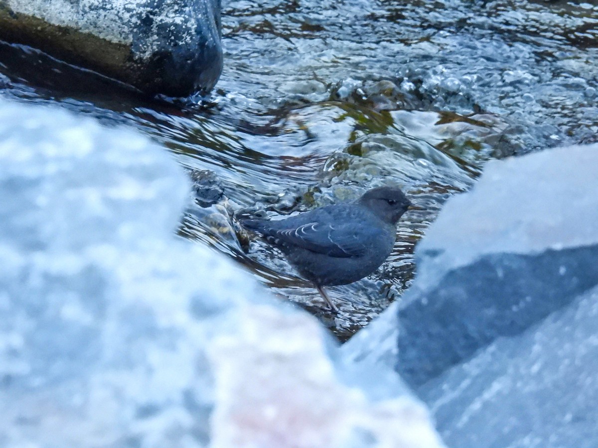 skorec šedý - ML644528088