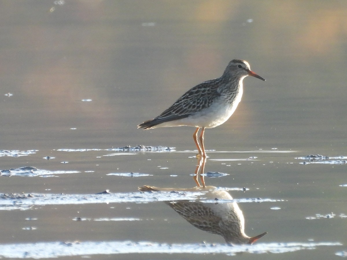 美洲尖尾濱鷸 - ML644528100