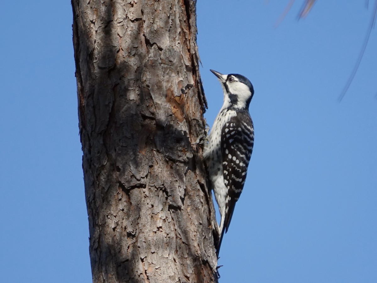 Red-cockaded Woodpecker - Frank Marenghi