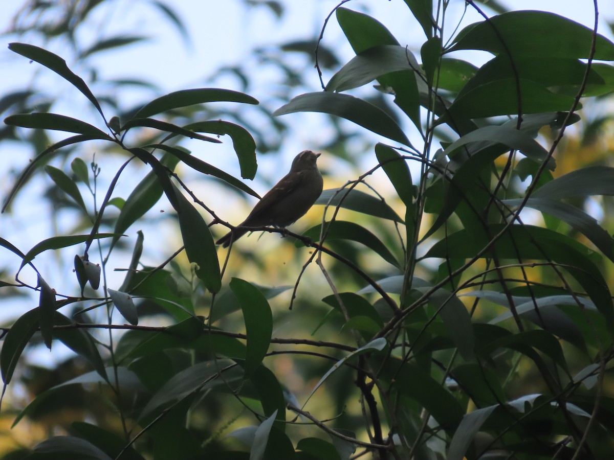 Large-billed Leaf Warbler - ML644528116
