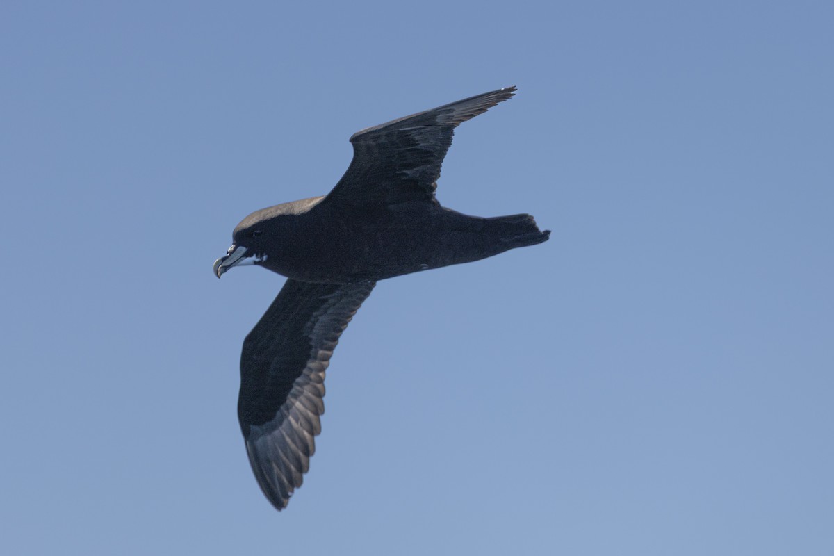 White-chinned Petrel - ML644528125