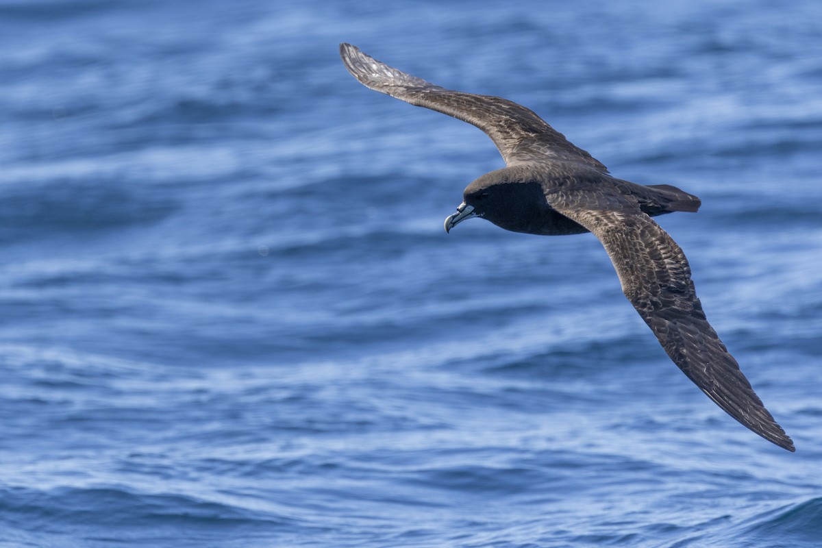 White-chinned Petrel - ML644528126