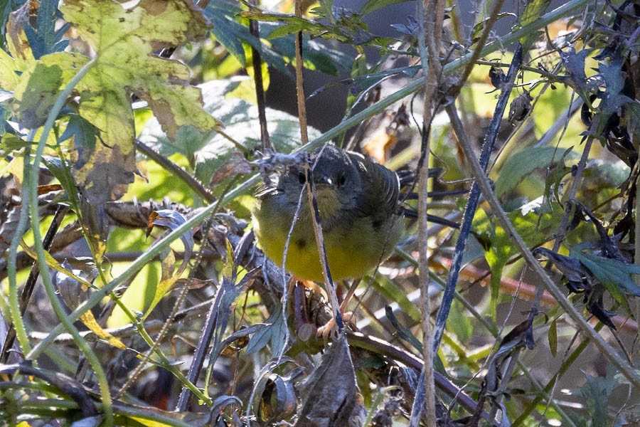 Mourning Warbler - ML644528127