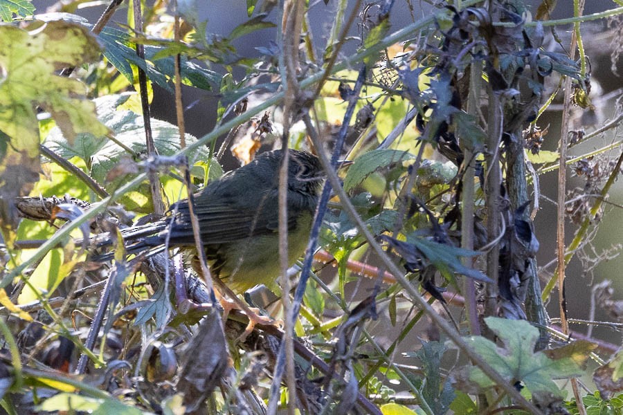 Mourning Warbler - ML644528128