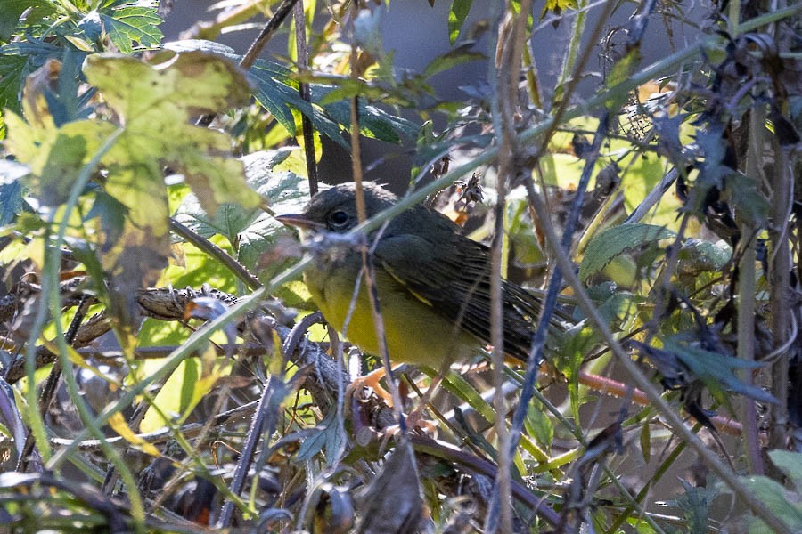 Mourning Warbler - ML644528129