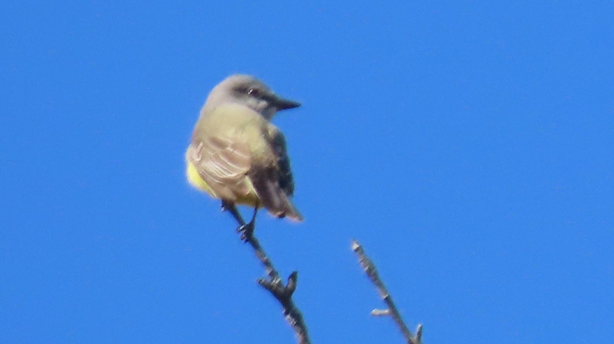 Tyran de l'Ouest - ML644528131