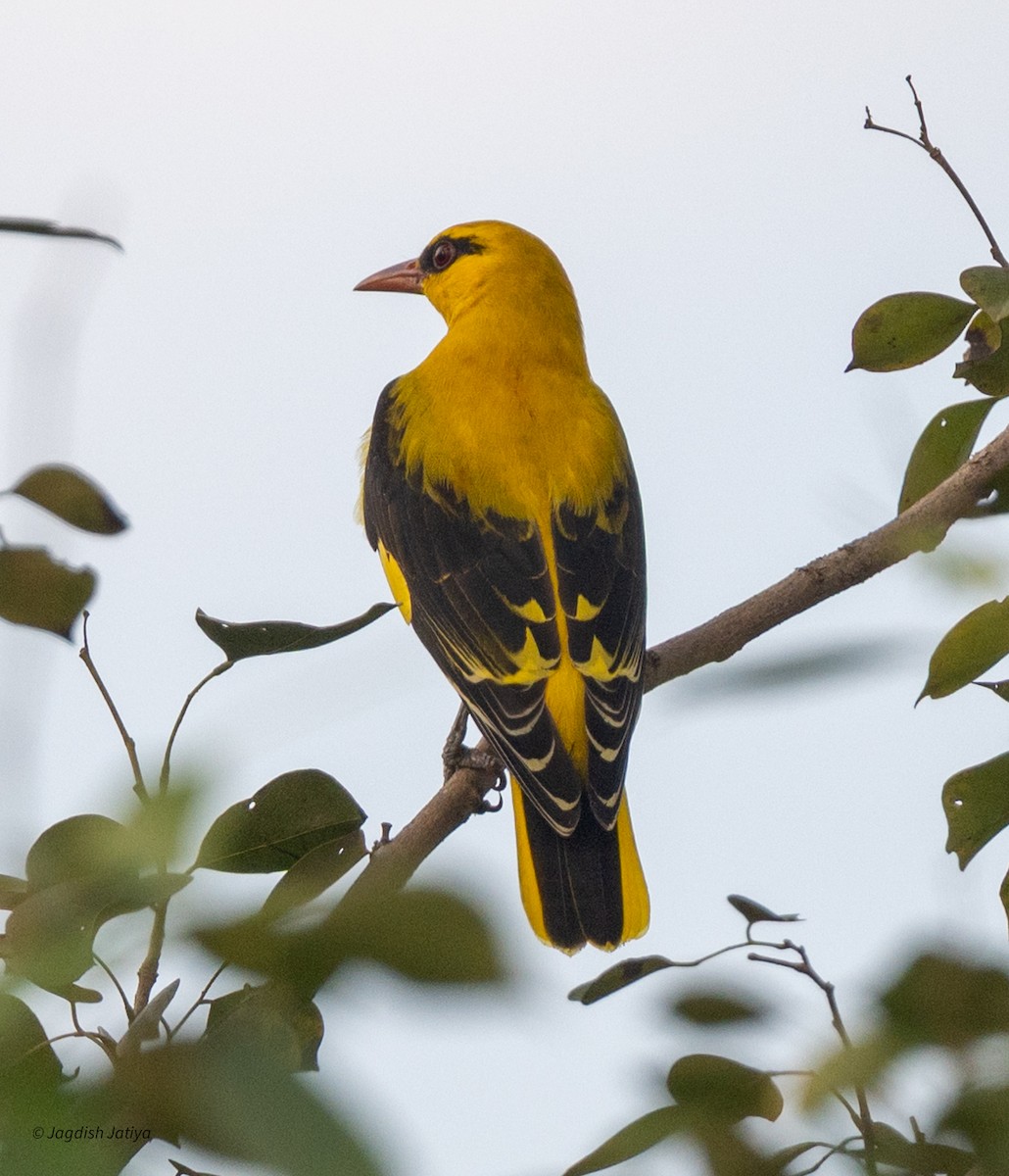 Indian Golden Oriole - ML644528145
