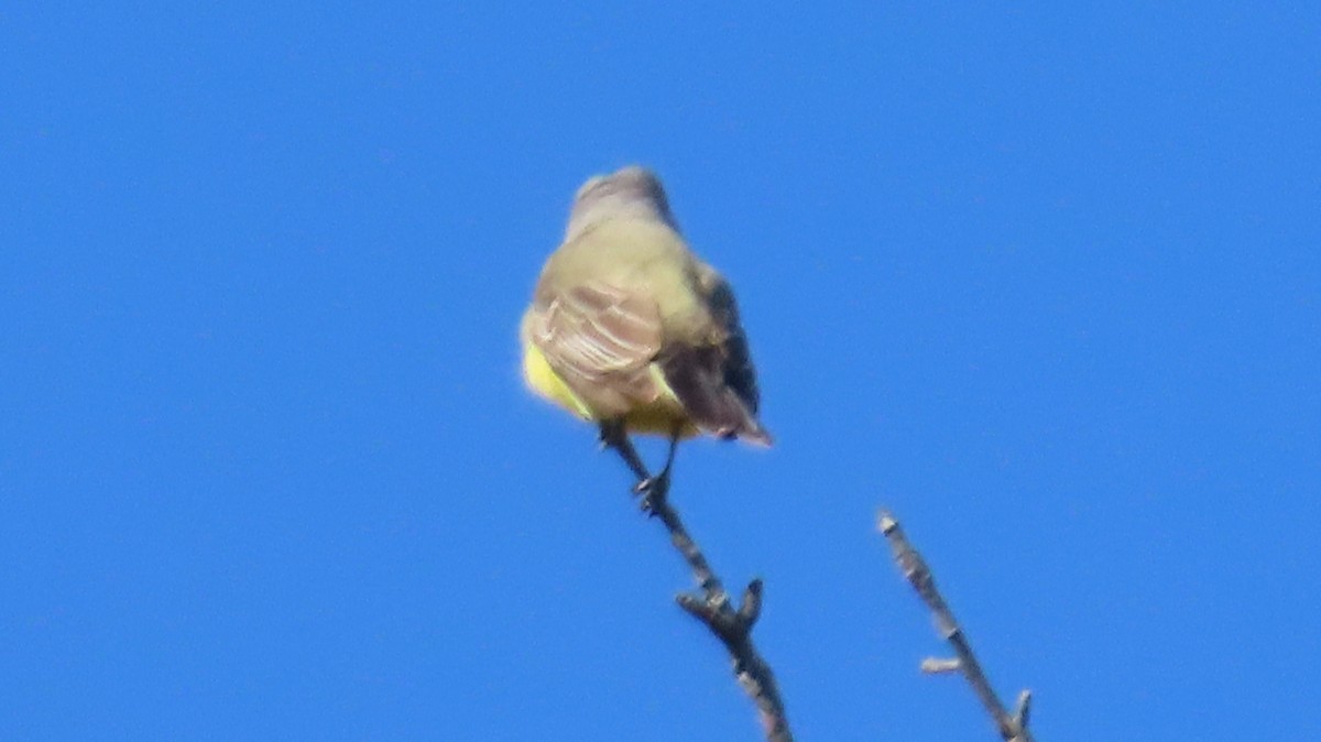 Tyran de l'Ouest - ML644528150