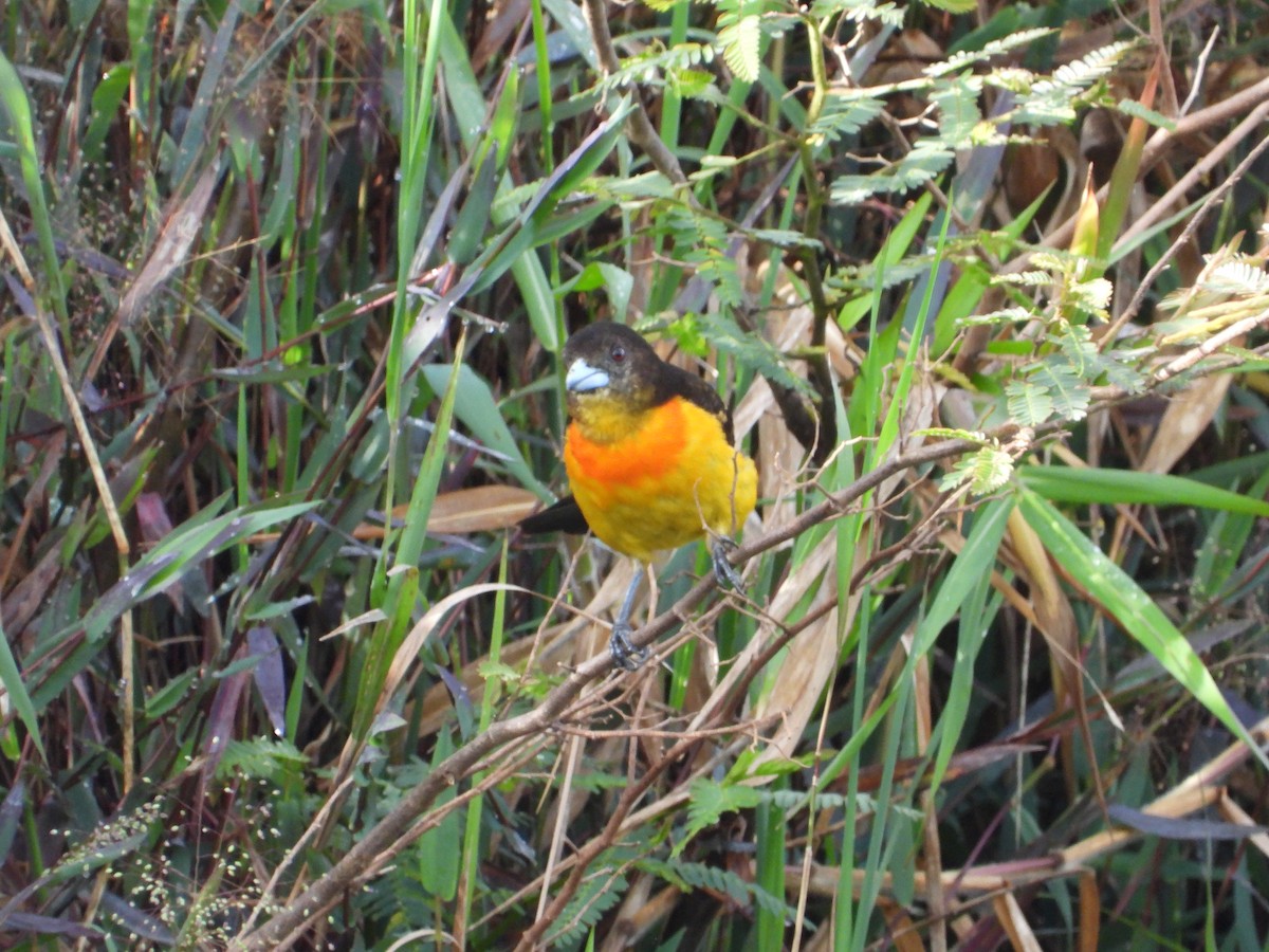 Flame-rumped Tanager - ML644528160