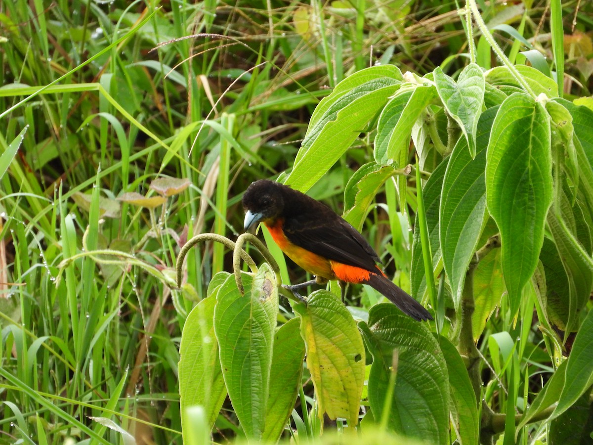 Flame-rumped Tanager - ML644528161