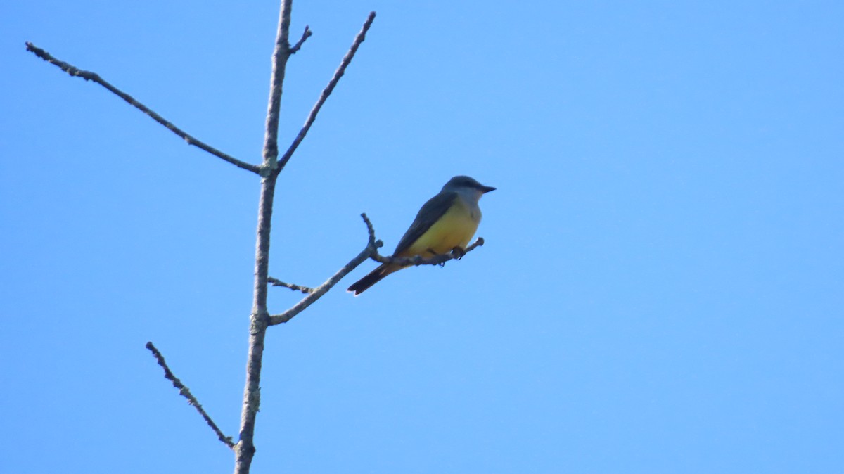 Tyran de l'Ouest - ML644528166