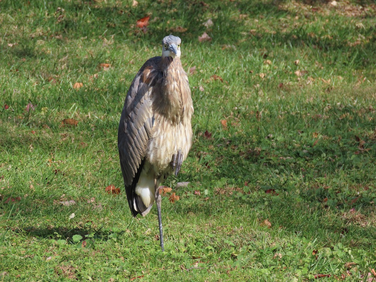 Amerika Gri Balıkçılı [herodias grubu] - ML644528169